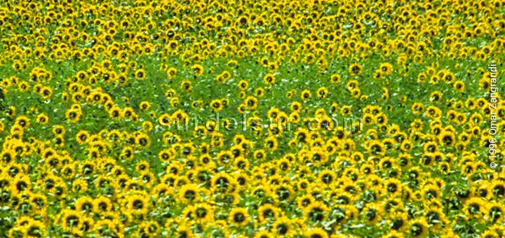 Argentina agriculture field of sunflower crops