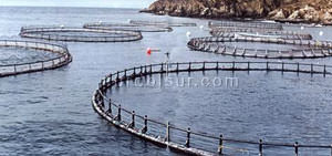 Pools for fish farming in the sea