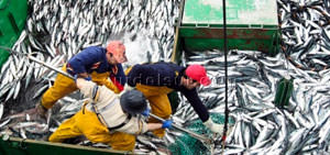 Workers on a Fishing Vessel