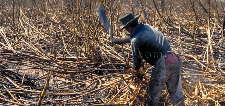 Worker in sugar cane harvesting work