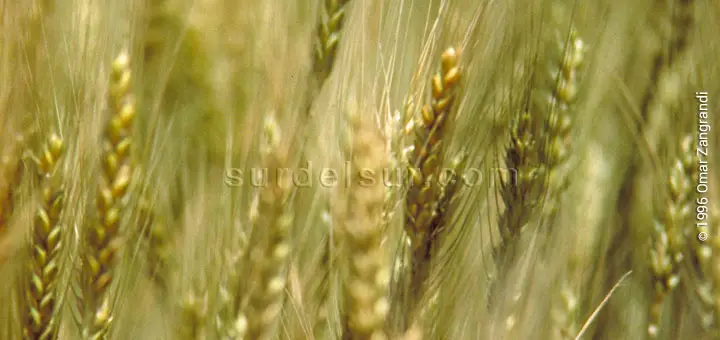 Wheat spikes. Detail
