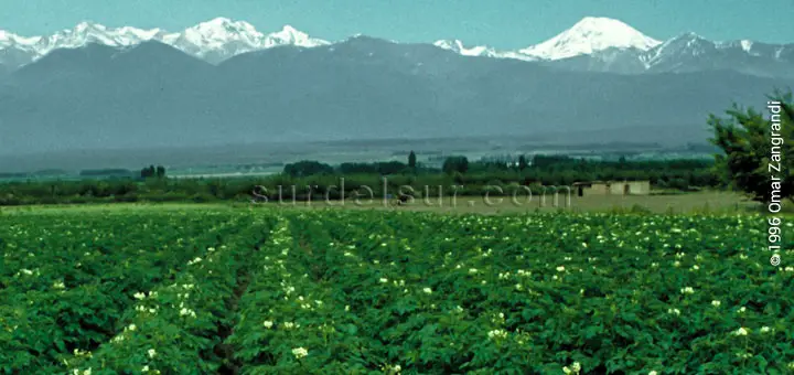 Crops in Mendoza with the Andes Mountains in the background