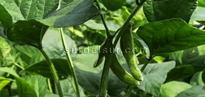Soybean plant. Close Up