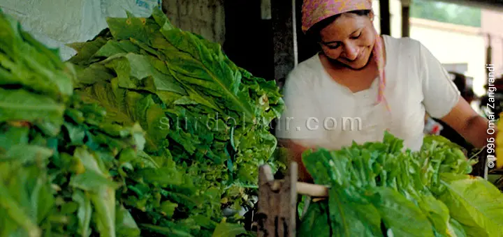 Woman working in a tobacco leaf dryer