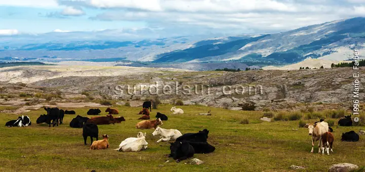 Cattle in mountainous area
