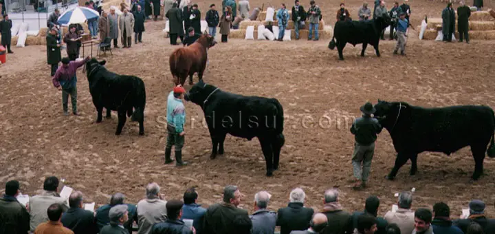 Livestock exhibition in the Rural Society