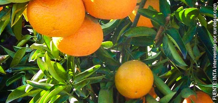 Citrus plant. Close up. Crops in Entre Río Province