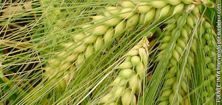 Barley cultivation. Spikes