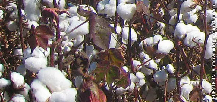 Cotton plant in cultivation