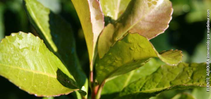 Yerba matea plant leaves