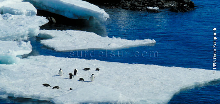 Pinguinos en la nieve y hielo de la costa antártica