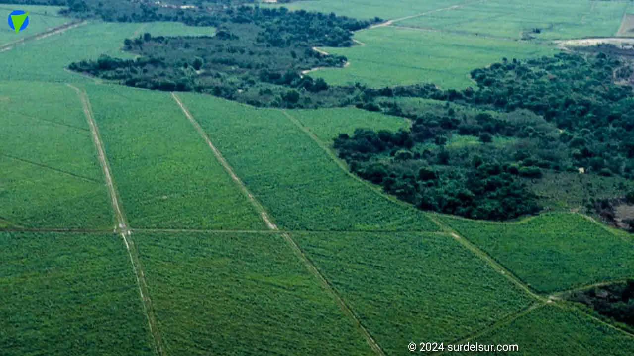 Agricultura en Argentina. Panorama agrícola