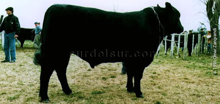 Ejemplar de ganado bovino Aberdeen Angus