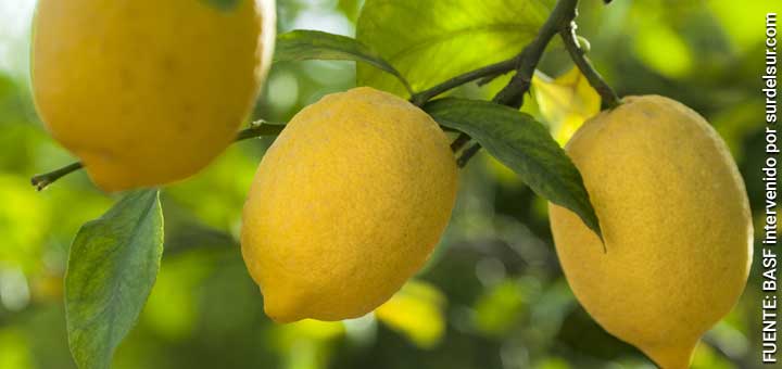Cultivo de limones