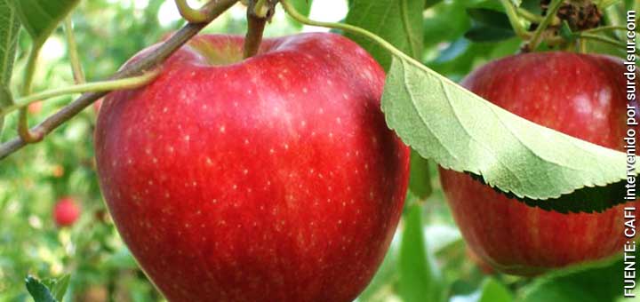 Cultivo de manzanas