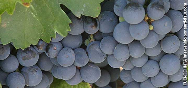 Cultivo de vid, racimos de uva.