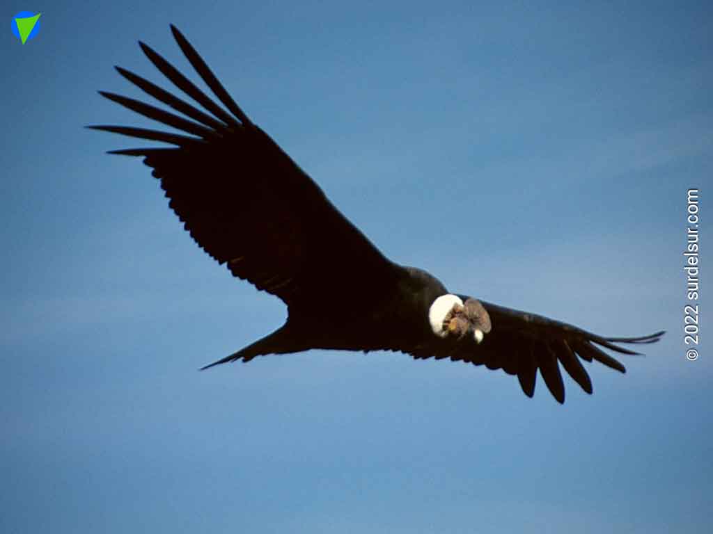 Condor andino en vuelo en la zona de la Sierra de Comechingones