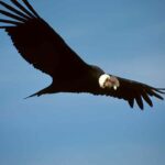 Condor andino el ave planeadora mas grande del mundo