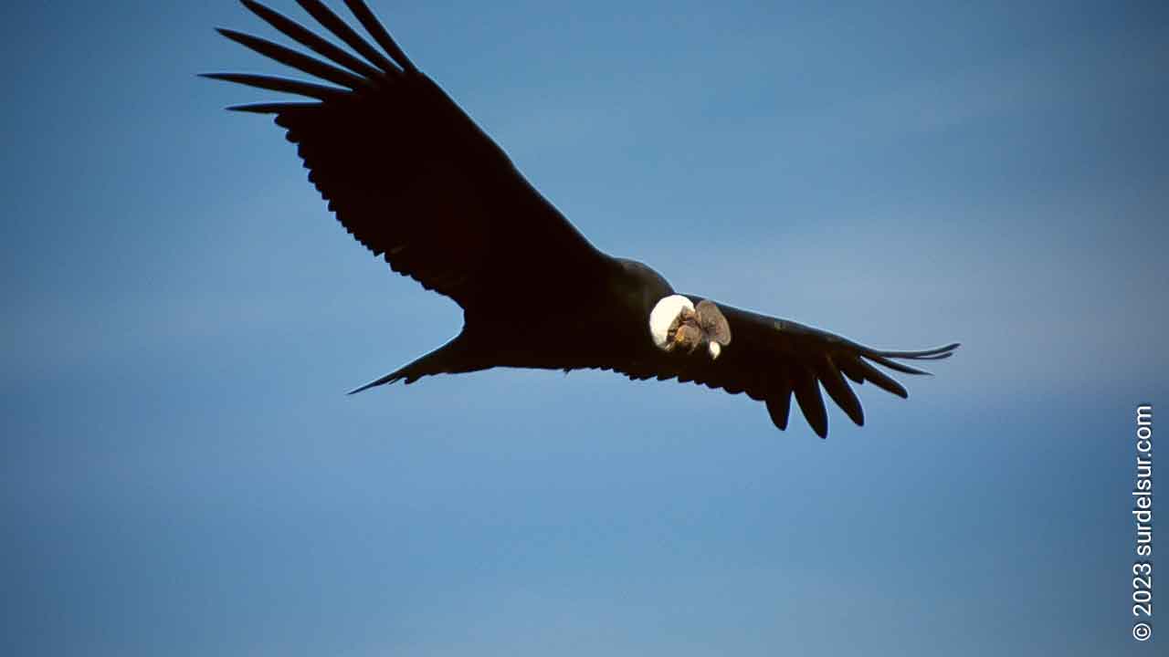 Condor andino el ave planeadora mas grande del mundo