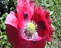 Flor de Amapola